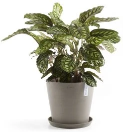 Ecopots Amsterdam Aluslautanen 20 Cm Tummanharmaa 7 Ecopots Amsterdam Aluslautanen 20 Cm Tummanharmaa -Veke kauppa Ecopots amsterdam aluslautanen 30 cm taupe