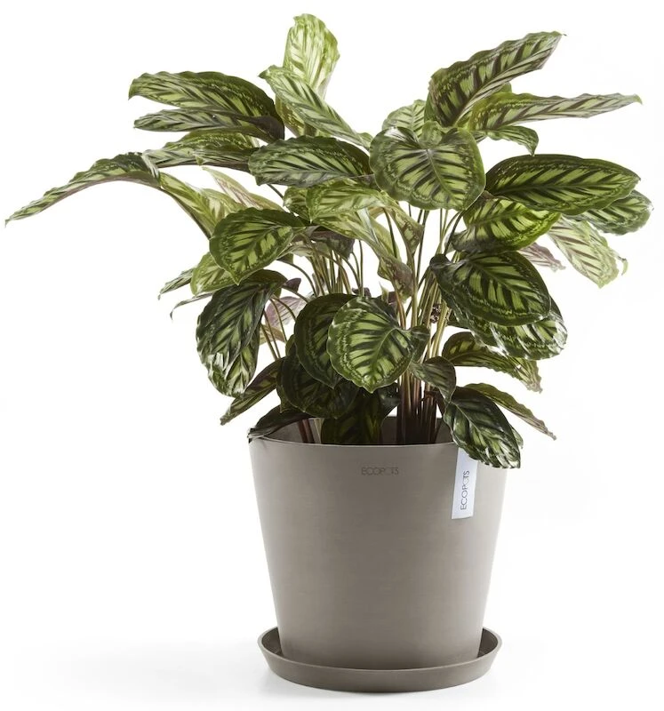 Ecopots Amsterdam Aluslautanen 20 Cm Tummanharmaa 4 Ecopots Amsterdam Aluslautanen 20 Cm Tummanharmaa - Image 4