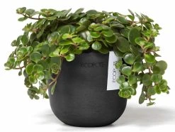 Ecopots Oslo Mini Ruukku Ø11,5 Cm Tummanharmaa -Veke kauppa ecopots oslo mini 115 tummanharmaa2